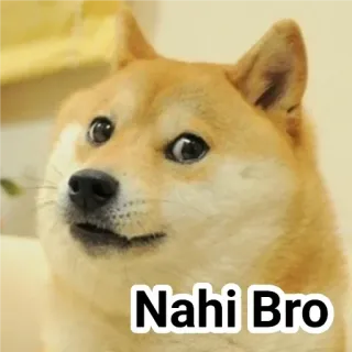 🙂 601ae005 Nahi Bro doge, собака, мем, хинди, сленг, смешно telegram sticker
