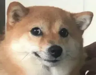 😶 6e11b920 сиба ину, собака, животное, питомец, милый, смешной telegram sticker