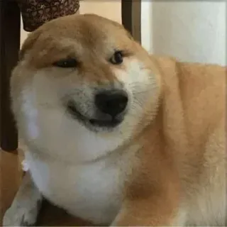 ✨ 70bfbbaa собака, сиба ину, мем, милый, животное, питомец, доге telegram sticker