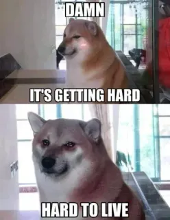 🥺 84f9fbb4 DAMN
IT'S GETTING HARD
HARD TO LIVE Мем, Доге, Собака, Смешно, Грустно, Сложно, Жизнь telegram sticker
