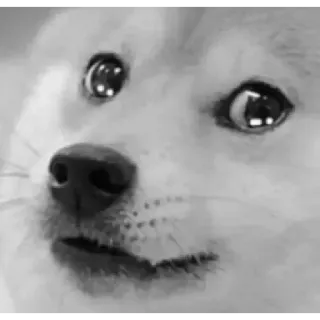 🥲 cc3049bb собака, мем, животное, милый, смешной telegram sticker