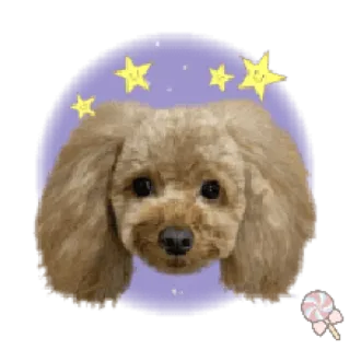 🐶 50773adf 狗, 贵宾犬, 星星, 可爱, 动物 telegram sticker