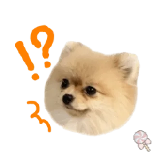 🐶 6e3f15e0 狗, 博美犬, 可爱, 困惑, 问题 telegram sticker