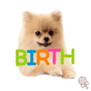 🐶 db31e5a7 BIRTH 狗, 生日, 博美犬, 动物, 可爱 telegram sticker