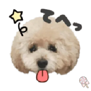 Dog expressions @Mycute_stickers telegram stickers