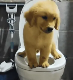 😱 0c00375e anjing, anak anjing, toilet, kamar mandi, golden retriever, hewan peliharaan, binatang telegram sticker