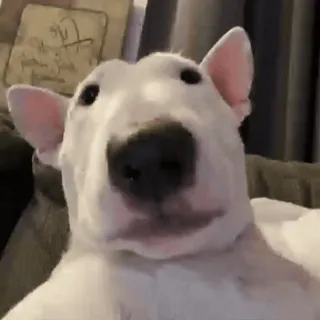 😉 0ceae81d anjing, bull terrier, anjing putih, hewan peliharaan, binatang, lucu, kocak telegram sticker