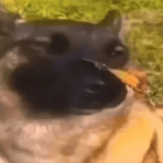 🌟 614a3725 anjing, hewan, peliharaan, imut, rumput, mamalia telegram sticker