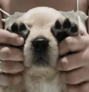 🤩 763f6055 anjing, anak anjing, hewan, lucu, hewan peliharaan, cakar telegram sticker