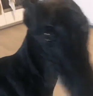 doggies by @norufx :: @fStikBot telegram stickers