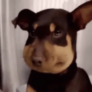 doggies by @norufx :: @fStikBot whatsapp stickers