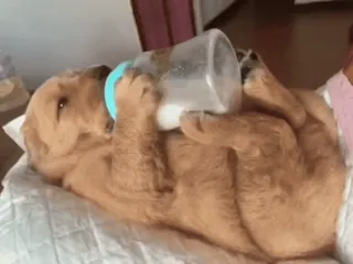 🥺 cd58eafb anak anjing, anjing, imut, menggemaskan, hewan, golden retriever, hewan peliharaan telegram sticker