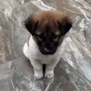 🌟 dfc7606a anak anjing, anjing, lucu, hewan, hewan peliharaan telegram sticker