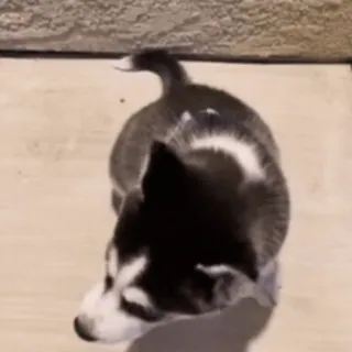 🥹 f6fbe6c3 husky, anak anjing, anjing, hewan, hewan peliharaan, imut telegram sticker