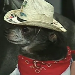 😢 01d1bc99 cachorro, chihuahua, chapéu de cowboy, bandana, animal de estimação, animal whatsapp sticker