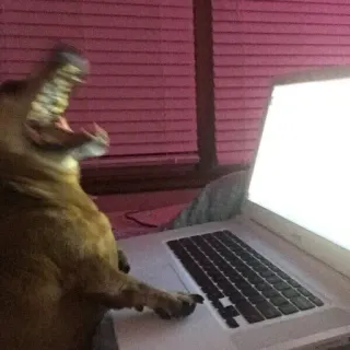 🤩 087b423e cachorro, computador, laptop, bocejo, animal, animal doméstico, mamífero whatsapp sticker