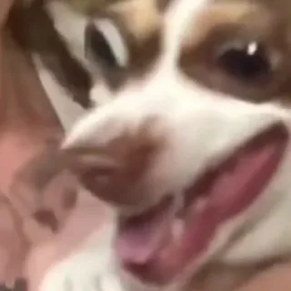 😟 0b8336bd cachorro, animal, animal de estimação, close-up, língua, fofo whatsapp sticker