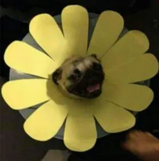 😁 0ceb8090 pug, cachorro, flor, animal de estimação, fofo, animal, coleira whatsapp sticker