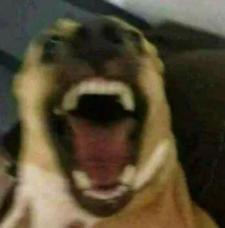 😤 1902a753 cachorro, animal, engraçado, meme, grito, bravo, retrato whatsapp sticker