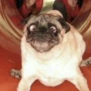 😳 226c5e5b cão, pug, animal, animal de estimação, engraçado, meme whatsapp sticker