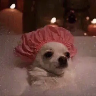 😎 270444da cachorro, chihuahua, banho, touca de banho, bolhas, animal de estimação, animal whatsapp sticker