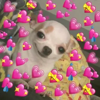 💘 272db2bd cachorro, chihuahua, corações, amor, fofo, carinho whatsapp sticker