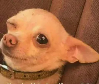 😉 2ddbb1ef cachorro, chihuahua, animal, animal de estimação, fofo, meme whatsapp sticker