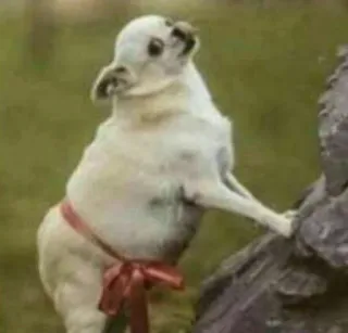 😜 315d9b55 cachorro, animal, laço, fofo, estranho whatsapp sticker