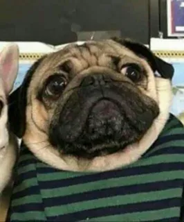 🥺 31657efb pug, cachorro, animal, animal de estimação, fofo, retrato, camiseta listrada whatsapp sticker