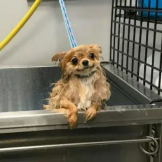 🙂 32615a2a cachorro, chihuahua, animal de estimação, animal, banho, cuidado, fofo, molhado whatsapp sticker