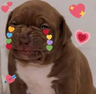 🥰 4a5173aa filhote, cachorro, corações, fofo, amor, adorável whatsapp sticker
