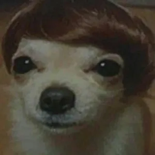 🤔 518d8d56 cachorro, peruca, engraçado, animal de estimação, animal, chihuahua whatsapp sticker