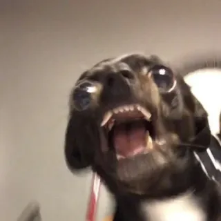 😮 524774d5 cão, bravo, assustador, meme, animal whatsapp sticker