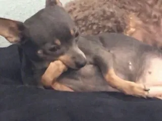 😕 536d4fd3 cachorro, chihuahua, animal, animal de estimação, fofo whatsapp sticker