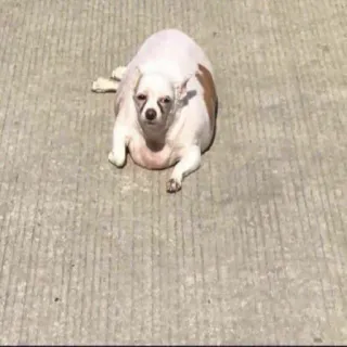 🤤 64c97061 chihuahua, cachorro, animal de estimação, animal, cão pequeno, fofo, engraçado, meme whatsapp sticker