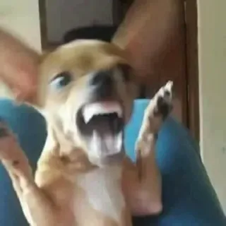 🙂 6603cf3b cachorro, animal, chihuahua, engraçado, assustado, surpresa whatsapp sticker