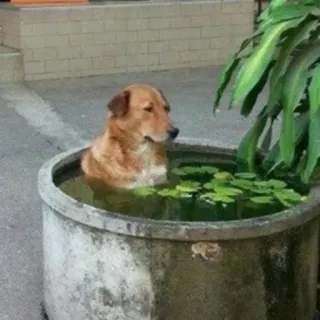 😭 66b9c83d cão, água, planta, relaxante, animal, ar livre, animal de estimação whatsapp sticker