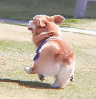 🍑 66ff5662 corgi, cachorro, animal, animal de estimação, correndo, grama, ao ar livre whatsapp sticker