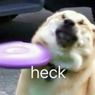 😩 6730494f heck cachorro, frisbee, droga, engraçado, animal de estimação, animal whatsapp sticker