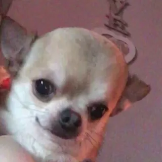 😒 7421da32 chihuahua, cachorro, cão pequeno, animal de estimação, animal, fofo whatsapp sticker