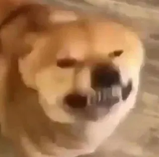 😬 838d5be4 cão, bravo, meme, animal de estimação, animal, agressivo whatsapp sticker