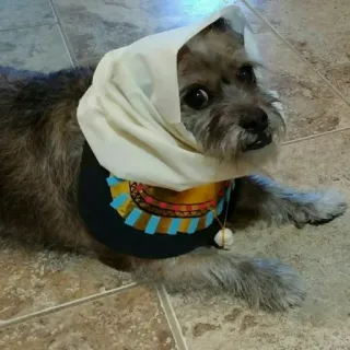 😦 b36df28b cachorro, animal de estimação, animal, fantasia, lenço, fofo whatsapp sticker