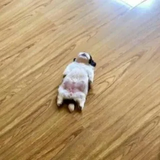 😴 be50a8d6 cão, cachorro, animal de estimação, animal, deitado, chão, fofo whatsapp sticker