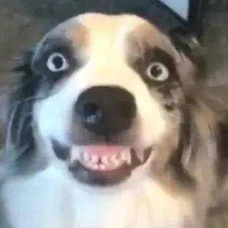 😁 bfa2ec28 cachorro, animal, animal de estimação, fofo, engraçado, meme whatsapp sticker