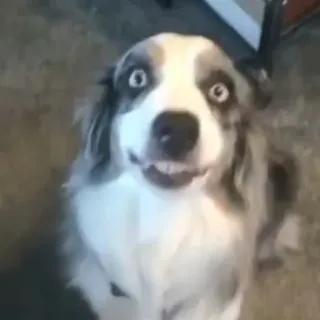 😁 c149da38 cachorro, animal, animal de estimação, fofo, engraçado, cachorro sorrindo whatsapp sticker