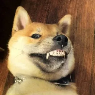 😁 c3180465 cachorro, shiba inu, animal, meme, engraçado, sorriso, dentes whatsapp sticker