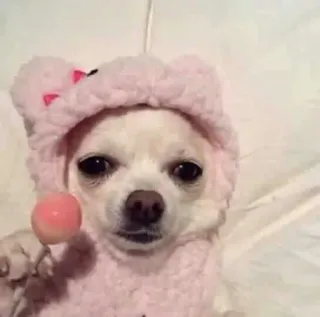 🍭 c526b414 cachorro, chihuahua, animal de estimação, animal, fofo, pirulito, rosa, kawaii whatsapp sticker