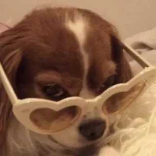 😎 ce021332 cão, animal de estimação, animal, óculos de sol, coração, fofo whatsapp sticker
