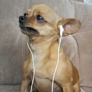 😭 cfd06d0f cachorro, chihuahua, fones de ouvido, animal de estimação, animal, ouvindo, música whatsapp sticker