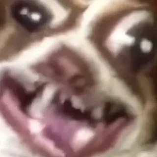 😦 d1cbc403 cachorro, engraçado, animal, meme, retrato, close-up whatsapp sticker